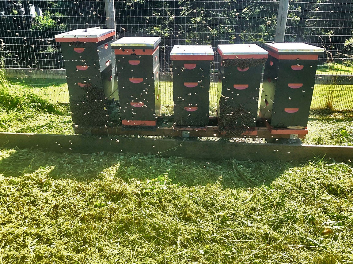 Small group apiary field class, June 15th, 2024 Elite Honey and Bee
