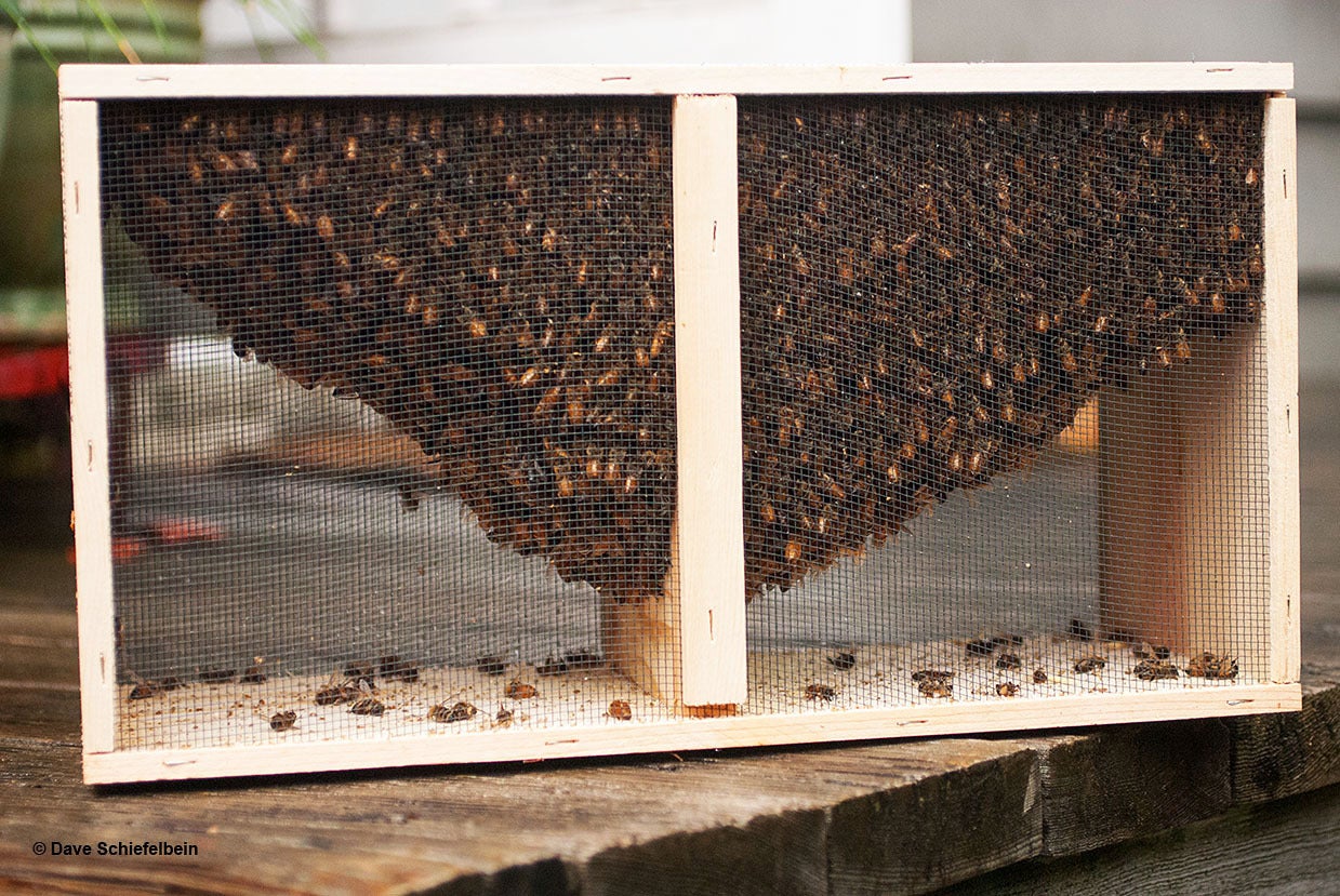 3pound package of honey bees with mated queen Elite Honey and Bee