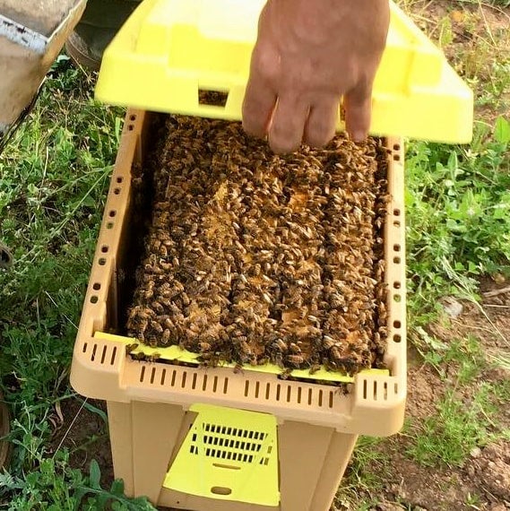 5frame "deep" nuc of honey bees with mated queen Elite Honey and Bee